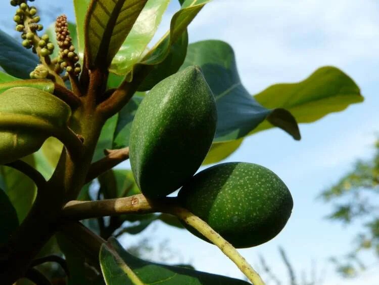 терминалия. терминалия. терминалия иворийская. миробалана хебула. Terminalia catappa.