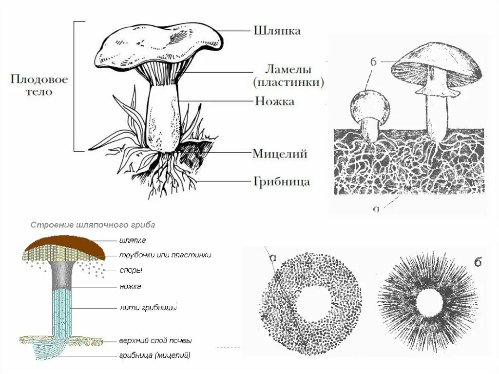 Шляпочные грибы состоят из шляпки. Строение шляпочного гриба строение. Строение шляпочных грибов ЕГЭ. Схема плодовое тело шляпочного гриба. Строение тела шляпочного гриба.