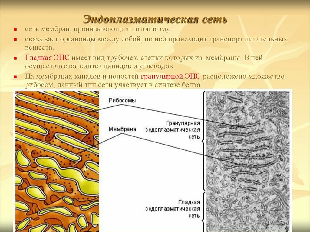 Шероховатая эпс участвует в синтезе. Строение эндоплазматической мембраны. Мембрана ЭПС. Гранулярный эндоплазматический ретикулум в растительной клетке.