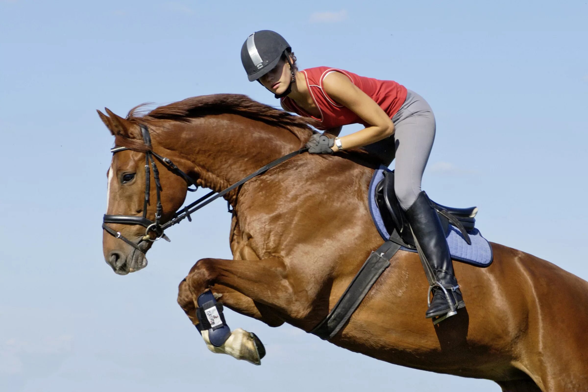 Конный спорт спортсмены. Конный спорт. Спортивные лошади. Наездник на лошади.