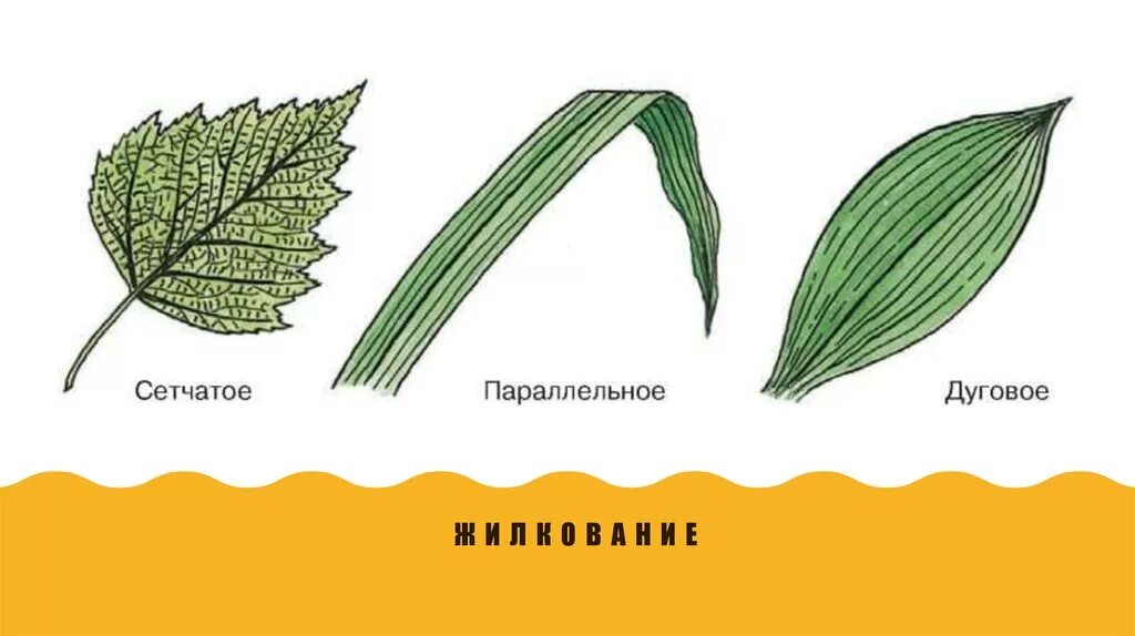 Жилкование листьев сетчатое параллельное дуговое. Сетчатое жилкование листа рисунок. Дуговое параллельное сетчатое перистое. Лист с параллельным жилкованием рисунок.