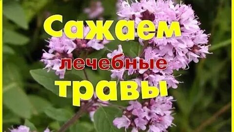 Травы травы ремикс