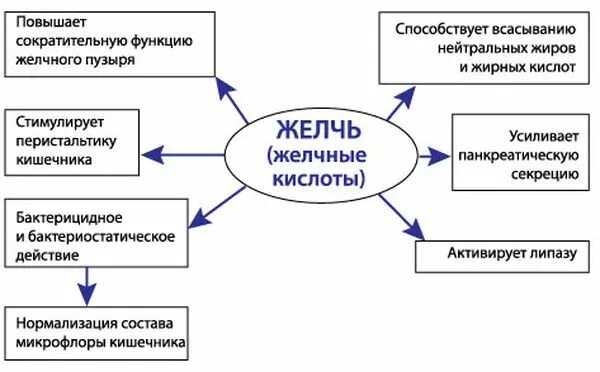 Желчь обеззараживает. Роль желчных кислот в организме человека. Функции желчи схема. Функции желчи в организме человека. Роль желчи в организме человека кратко.