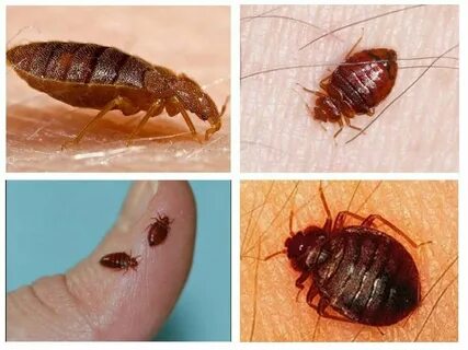 Анальды жарықтар операциясы туралы бейнені қараңыз