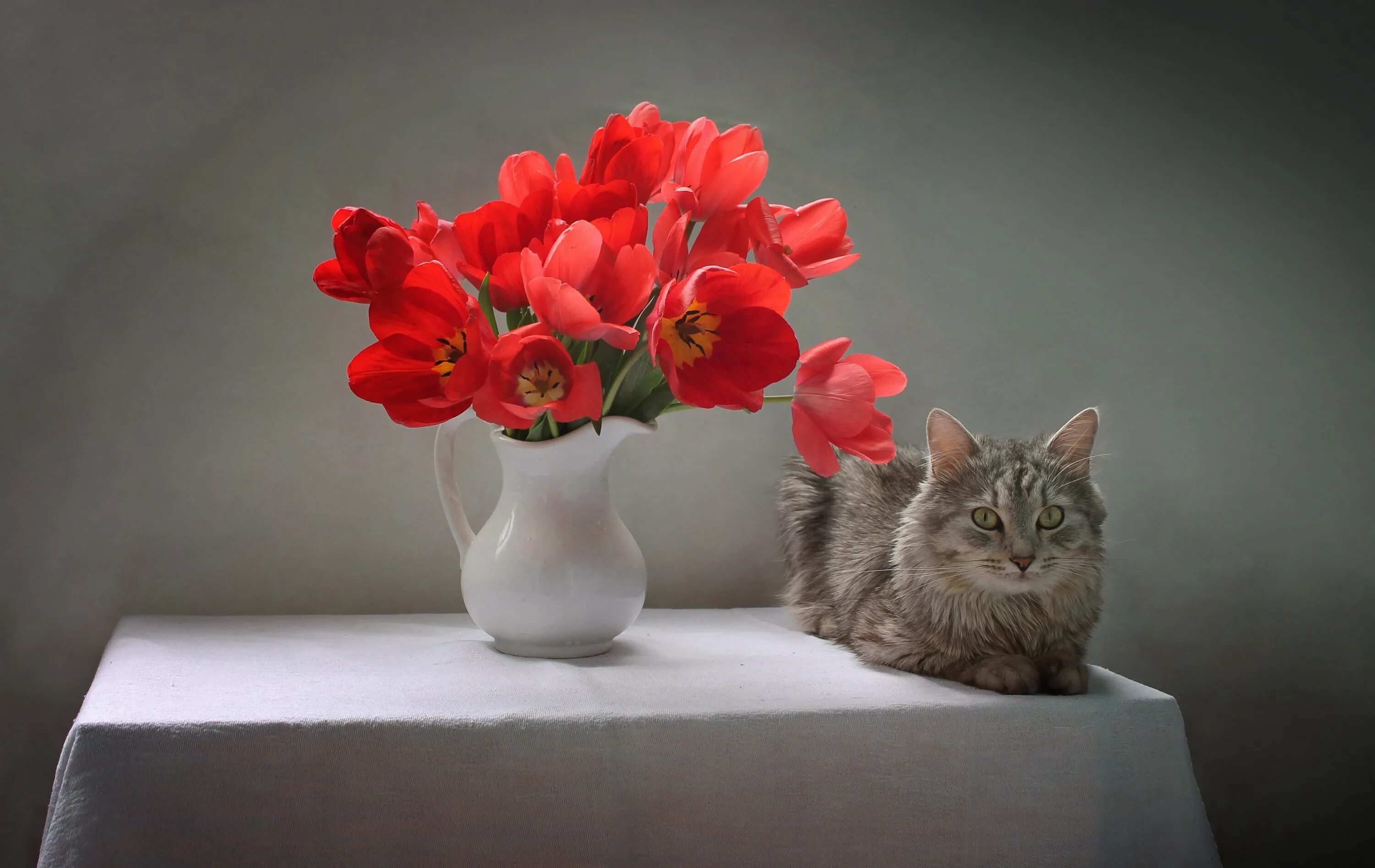 Котики и цветы. Кошечка с цветами. Котик в цветах. Кошка с тюльпанами. Котик с тюльпанами
