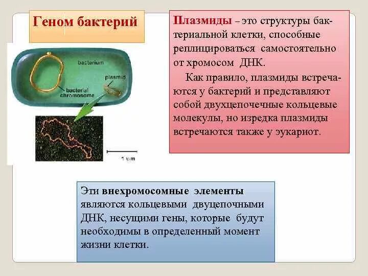 Есть ли наследственный материал у бактерий. Строение генома бактерий микробиология. Строение плазмид бактерий. Строение бактериального генома микробиология. Строение бактерии плазмида.