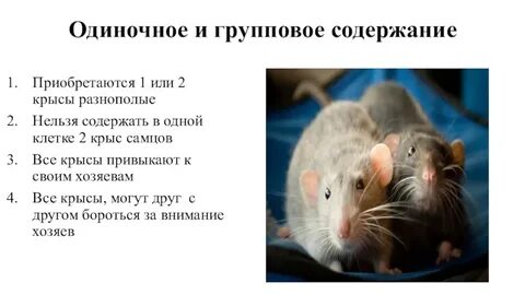 Как стать крысой