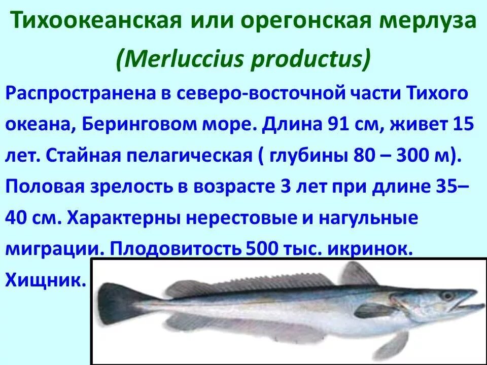 Почему численность промысловых рыб. Основные семейства промысловых рыб Товароведение. Промысловые рыбы таблица. Характеристика семейств рыб. Основные семейства промысловых рыб таблица.