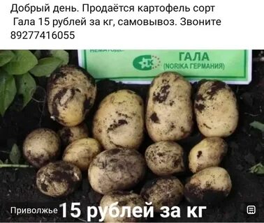 Картошка гала характеристика и описание сорта фото