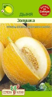 Дыня золушка