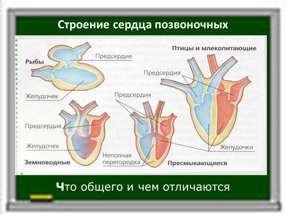 Строение сердца у классов животных. Строение сердца рыбы земноводные. Строение сердца позвоночных животных. Строение сердца Эволюция. Земноводные пресмыкающиеся млекопитающие строение кровеносной системы сходство