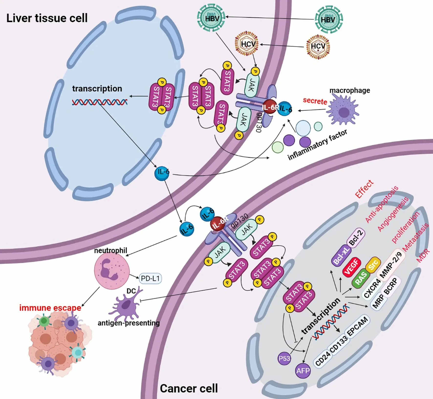 Stat6 антитело купить Termo. Hela Cells, a Human hepatocellular Liver carcinoma line, was Tested aft. Il vi