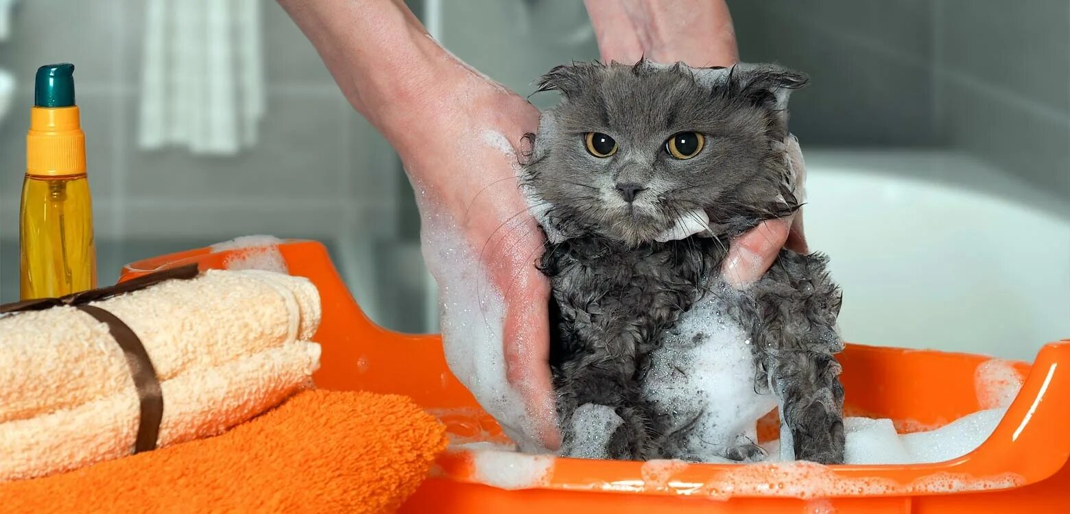 Нужно ли мыть котов. Мытье кошки. Помытый котенок. Кошку моют. Кот моется.