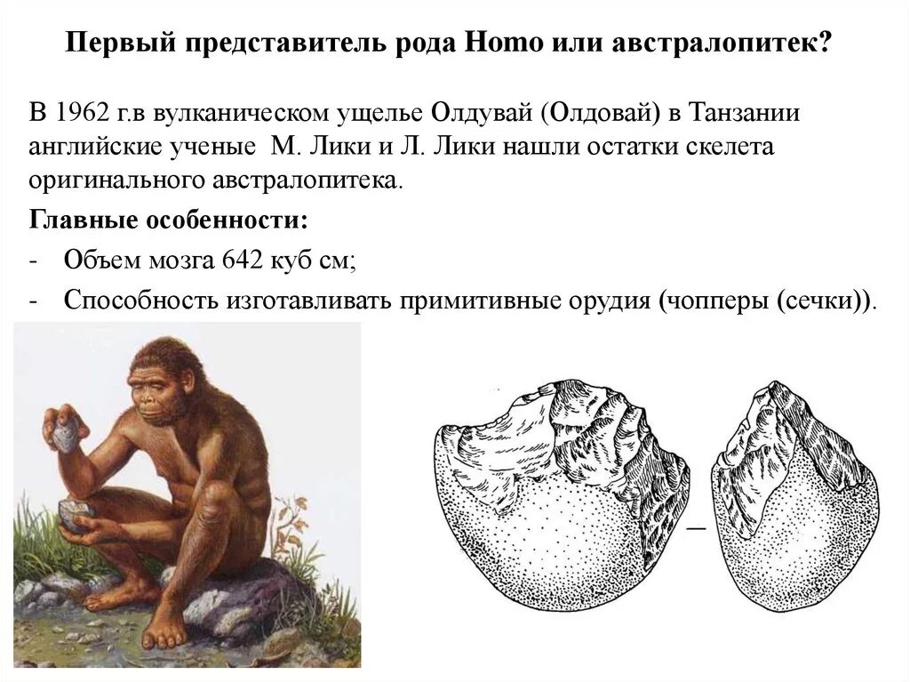 Первые представители рода homo. Род homo представители Эволюция. Этапы эволюции рода хомо. Ранние этапы эволюции человека. Этапы эволюции человека австралопитек