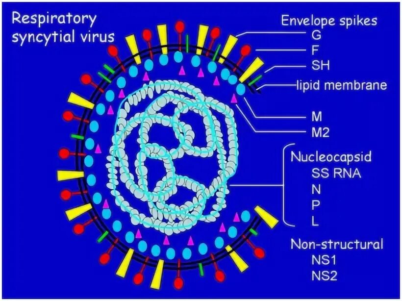 Syncytial virus. Синцитиальный вирус микробиология. Респираторно-синцитиальный вирус микробиология. Респираторно-синцитиальный вирус строение.