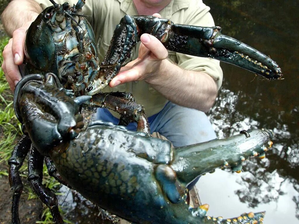 Самого большого в мире лобстера. Пресноводный рак, Astacopsis Gouldi. Giant Tasmanian Crayfish. Гигантский Омар.