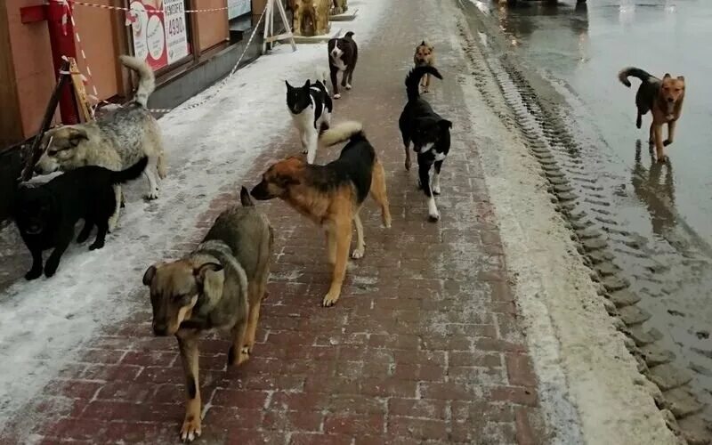 Много собак на улице. Стая бездомных собак. бродячие собаки. свора собак.