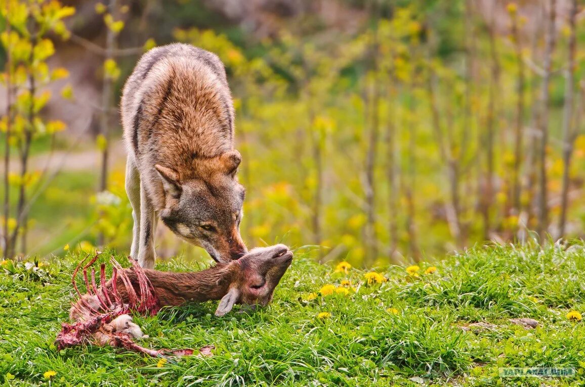 Забавные ситуации с животными. Мордовский государственный заповедник имени смидовича лес. Стая волков зимой. Что люди делают для диких животных. Домашний ручной волк.