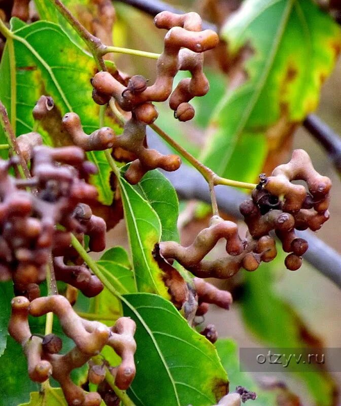 конфетное дерево Mudas de uva, Frutas exóticas, Frutas