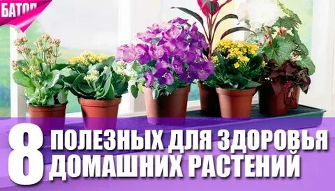 Чем полезны цветы дома