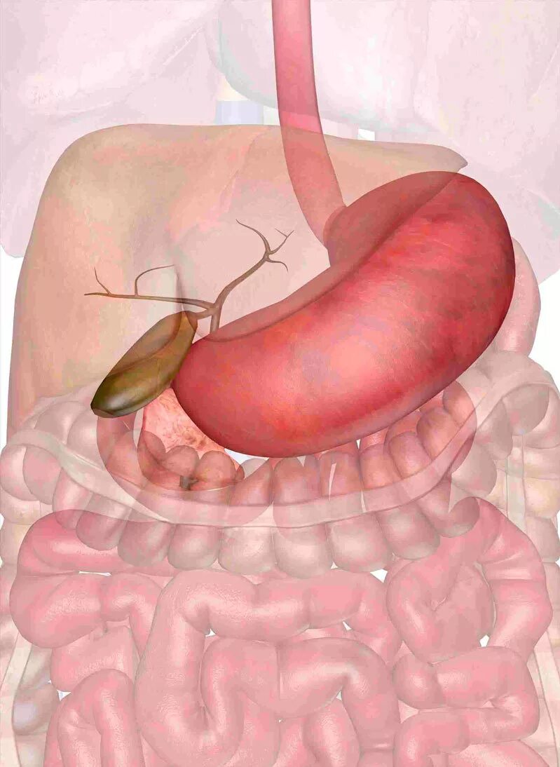 Спаси мою печень. Здоровье печени. Греем печень. Тюбаж печени грелкой. Здоровый желчный пузырь.