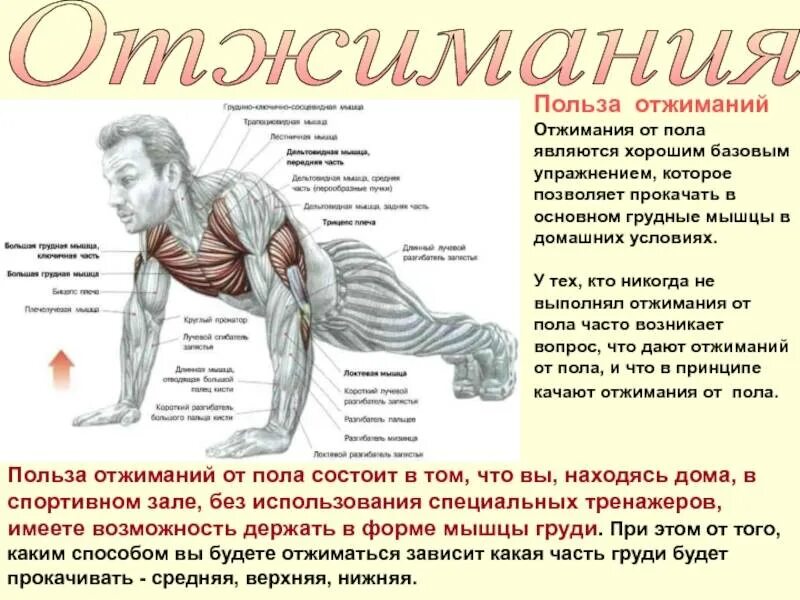 Нижнее отжимание. Отжимания группы мышц. Упражнения на грудные мышцы отжиманиями. Отжимания от пола на грудные мышцы. Тренировка грудных мышц отжиманиями.