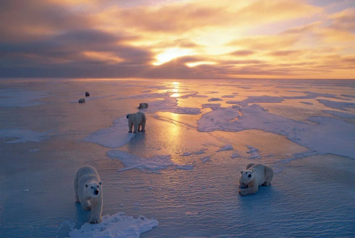 На полюсах всегда день. Полярный день на Северном полюсе. Северный полюс Полярный день. Полярный день в Арктике. Северный полюс закат.