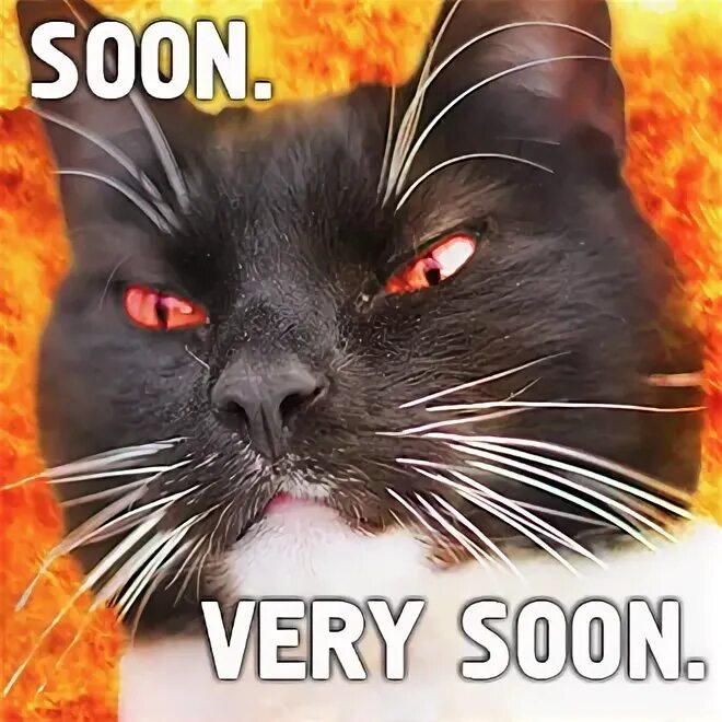 Да, soon мем. Get well soon cat. Котик на окно автомобиля. Мем кот soon. Soon cat.