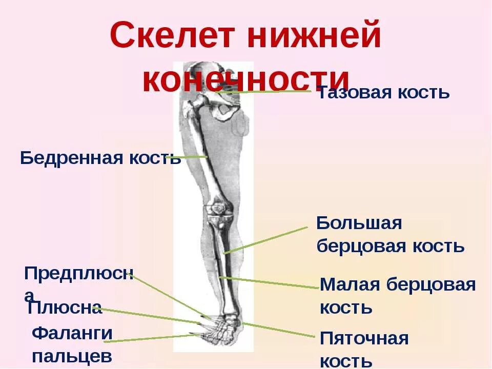 Скелет человека берцовая кость ноги. Скелет нижних конечностей бедренная кость. Кости и отделы скелета нижней конечности. Малая берцовая кость нижней конечности. Самая крупная кость свободных конечностей
