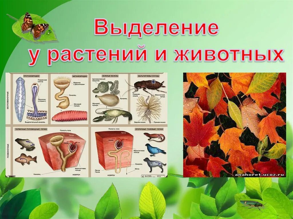 Значение процессов выделения у живых