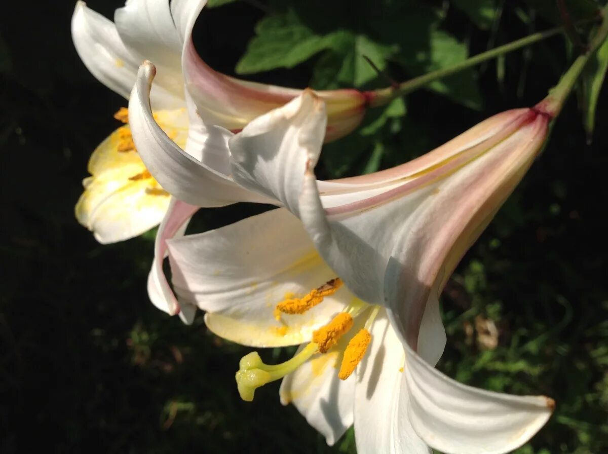 лилия регале королевская. лилия регале альбум. лилии трубчатые фото описания. лилии трубчатые фото описания. лилии трубчатые фото описания.