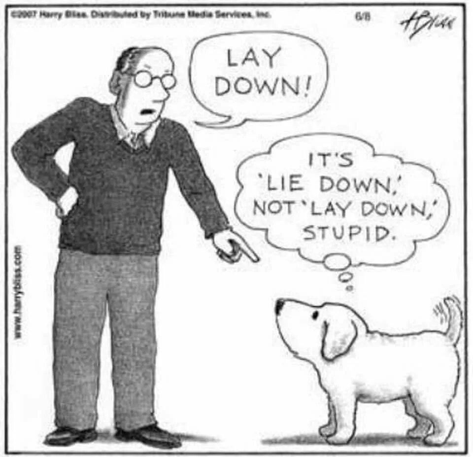 It is down to. Собаки издают lie. it&#039;s lie down it&#039;s not lay down stupid.