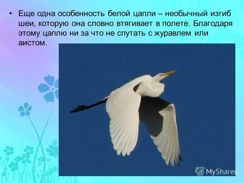 Чем отличается аист от журавля. Цапля Аист журавль. Аист и цапля в полете. Птица с изогнутой шеей. Птица в полете с изогнутой шеей.