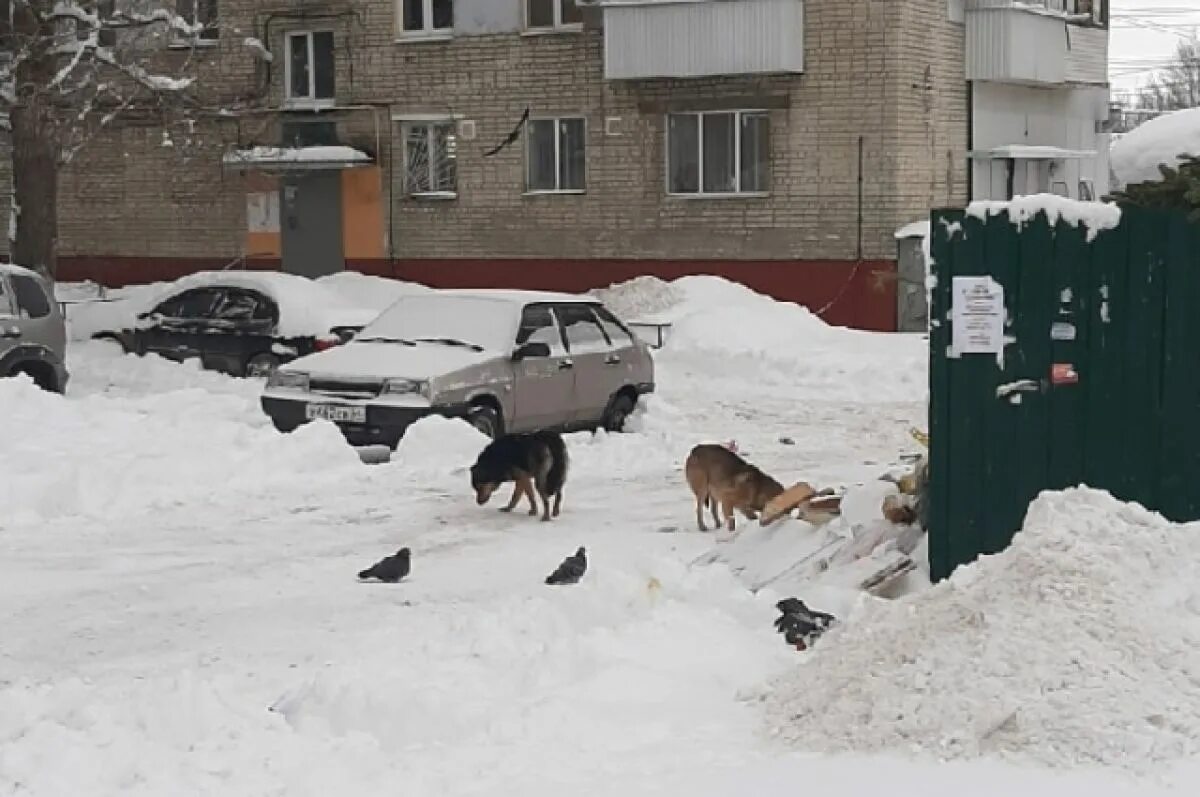 Саратов нападение. Стая собак. Бродячие собаки. Нападение бродячих собак.