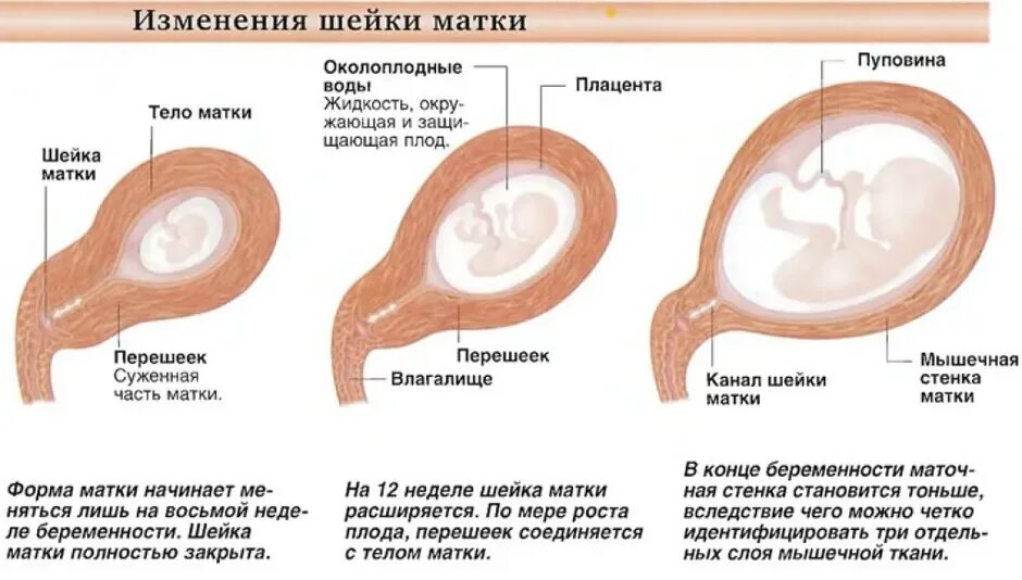 Почему тянет матку