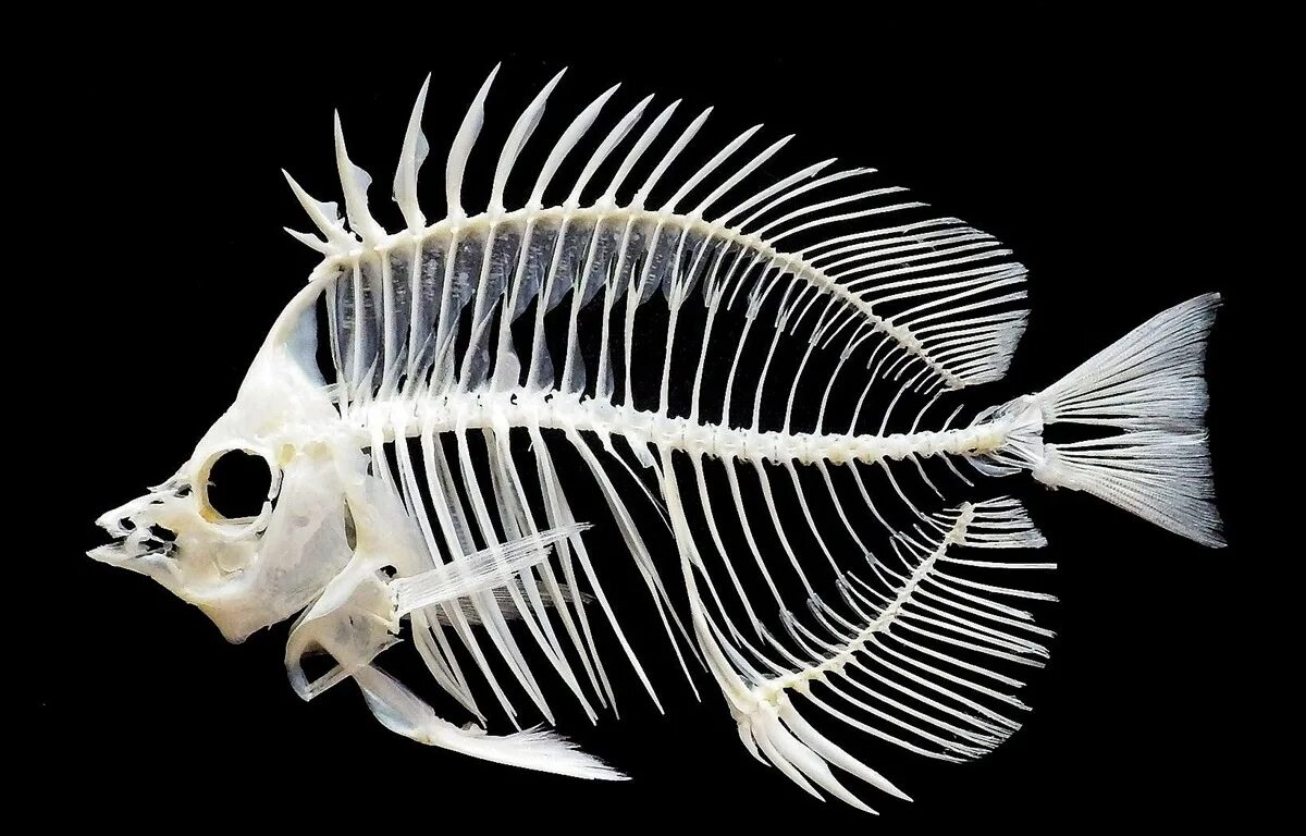 Купить кости рыбы. Тилапия скелет. Скелет рыбы дорадо. Скелет рыбы фугу. Скелетик рыбы.