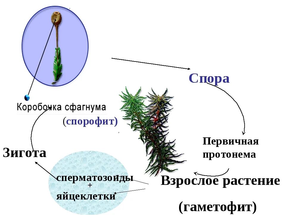 Жизненный цикл мха сфагнума схема. Жизненный цикл мха Кукушкин лен спорофит. Мох цикл развития гаметофит спорофит. Сфагновые мхи строение спорофита. Гаметофит где