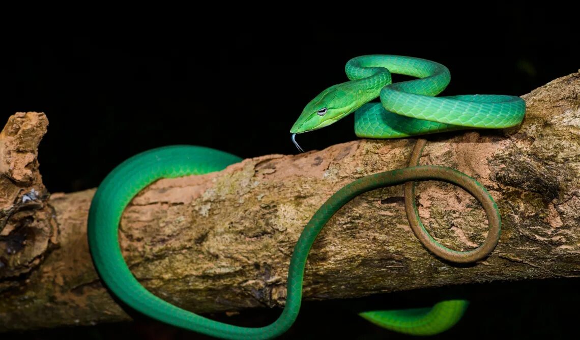 Ahaetulla prasina. Змея длиннорылая плетевидка. Виноградная змея (длиннорылая плетевидка). Травянисто-зелёная плетевидка.
