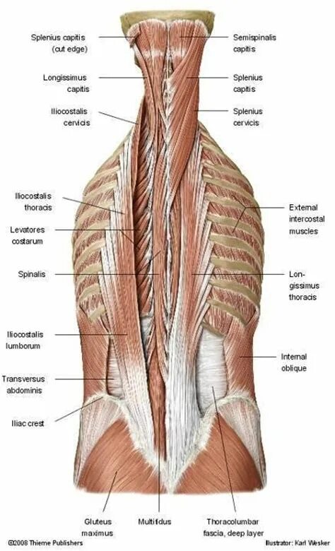 Back area. Splenius capitis мышца. Splenius Thoracis мышца. Mm. Longissimus capitis splenius capitis. Musculus Levatores Costarum.