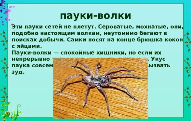 Проект по окружающему миру 4 класс пауки Сообщение про паука: найдено 90 изображений