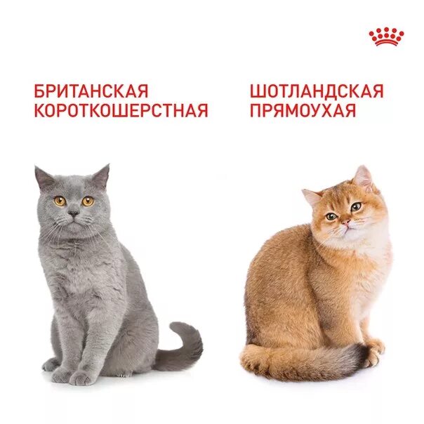 Различия кошек. Отличие шотландца от британца кота. Шотландская прямоухая кошка отличие от британской. Шотландская кошка отличие от британской. Британец от шотландца.