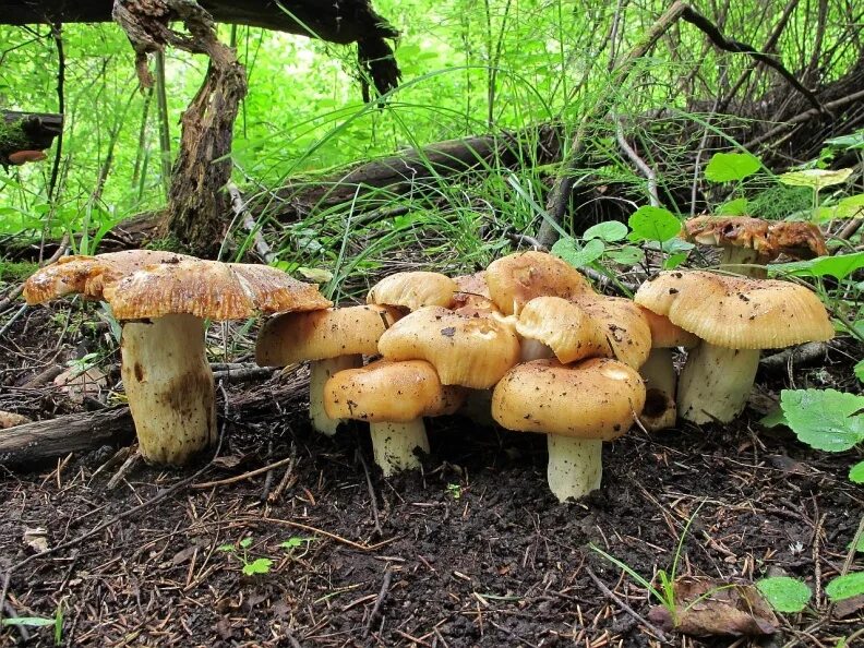 Грибы бычки валуи. Валуй (гриб). Валуй (russula foetens). Гриб кульбик валуй. Валуй гриб russula foetens.