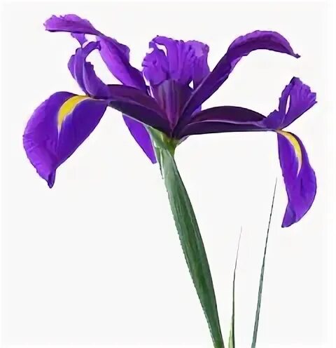 Iris 11