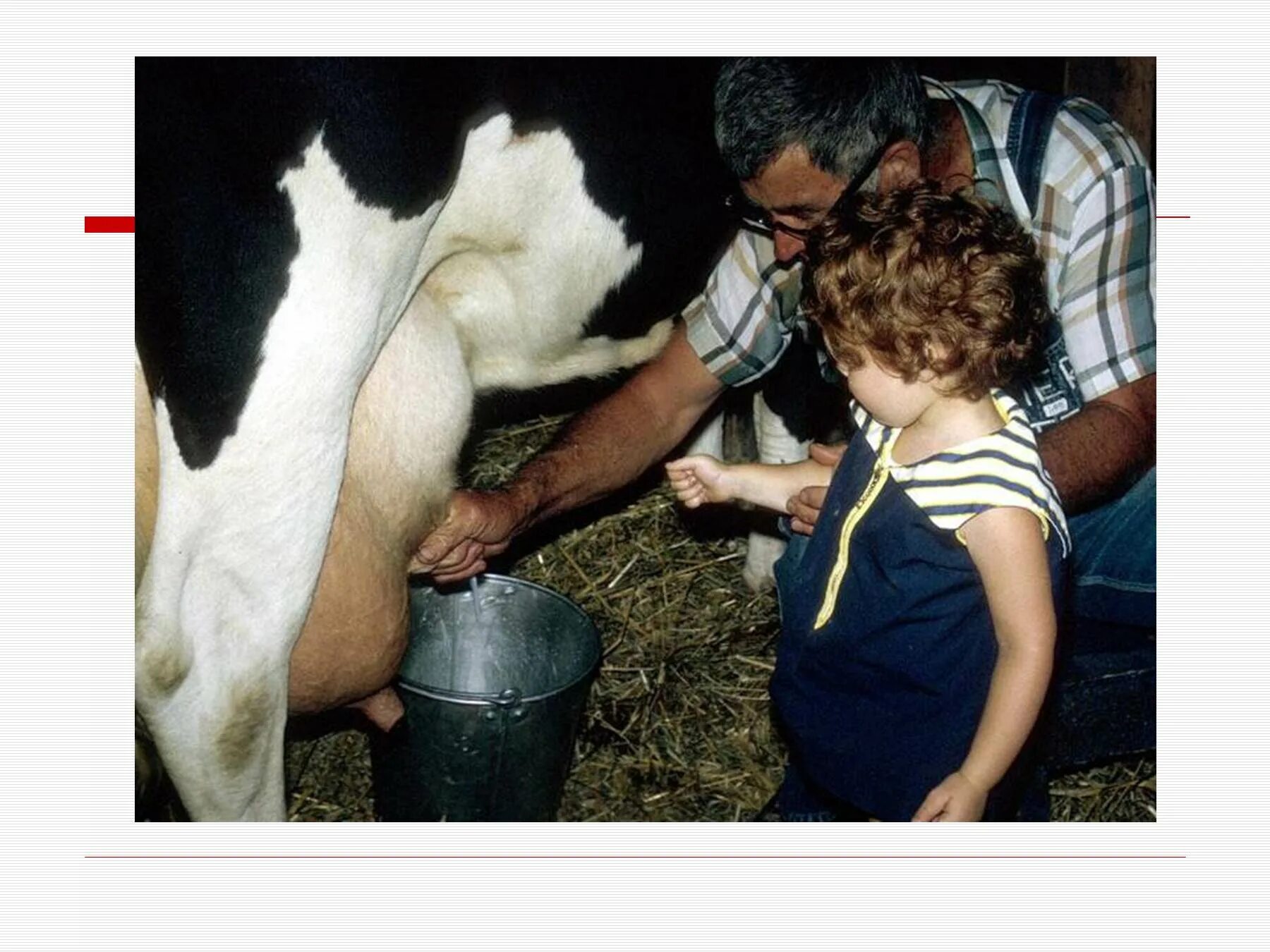 Человек е корову. Корова дает молоко. Доить корову. Корова доить молоко. Корова дает молоко для детей.