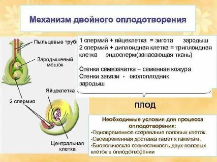 Генеративная стадия