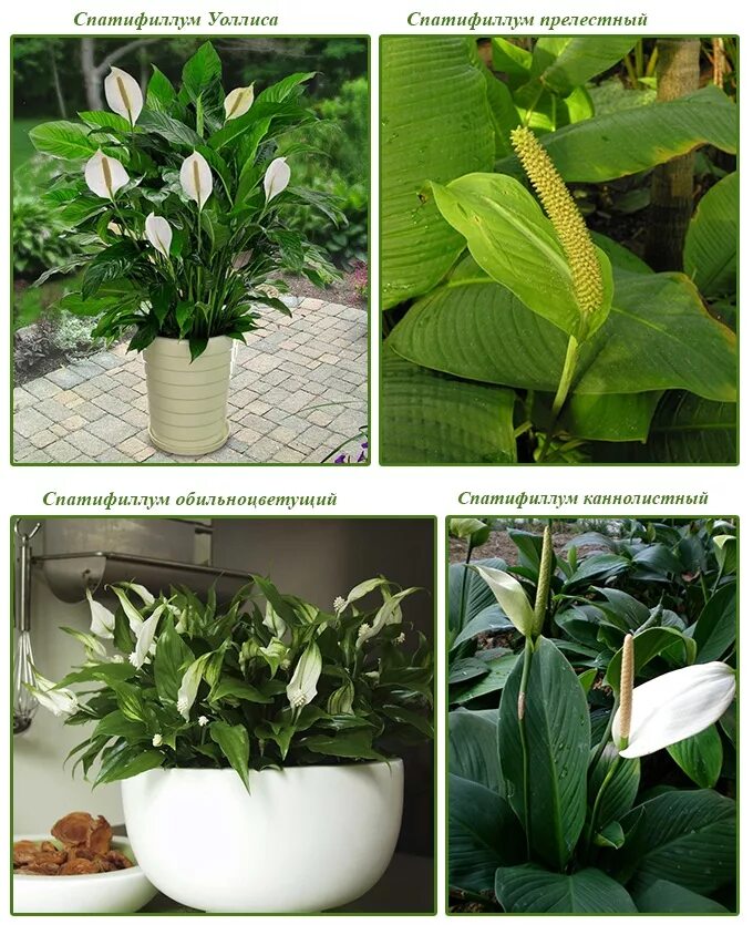 Как обрезать спатифиллум. Спатифиллум Уоллиса (Spathiphyllum wallisii). Спатифиллум Уоллиса (Spathiphyllum wallisii) луковица. Спатифиллум каннолистный Spathiphyllum cannifolium. Spathiphyllum blandum.