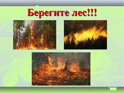 Охрана леса человеком