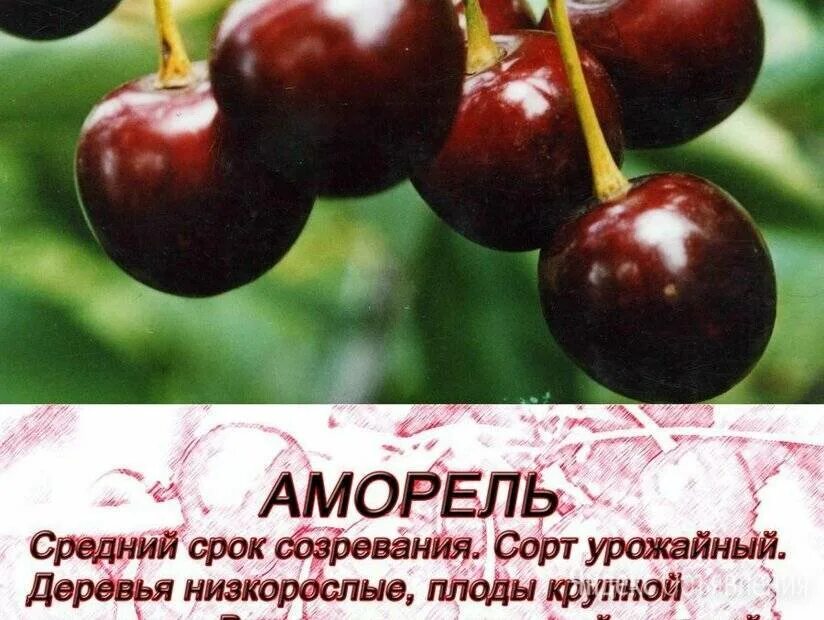 Вишня любская описание сорта фото. Сорт вишни Морель. Вишня Морель Брянская. Вишня Морель Брянская описание. Вишня Любская описание.