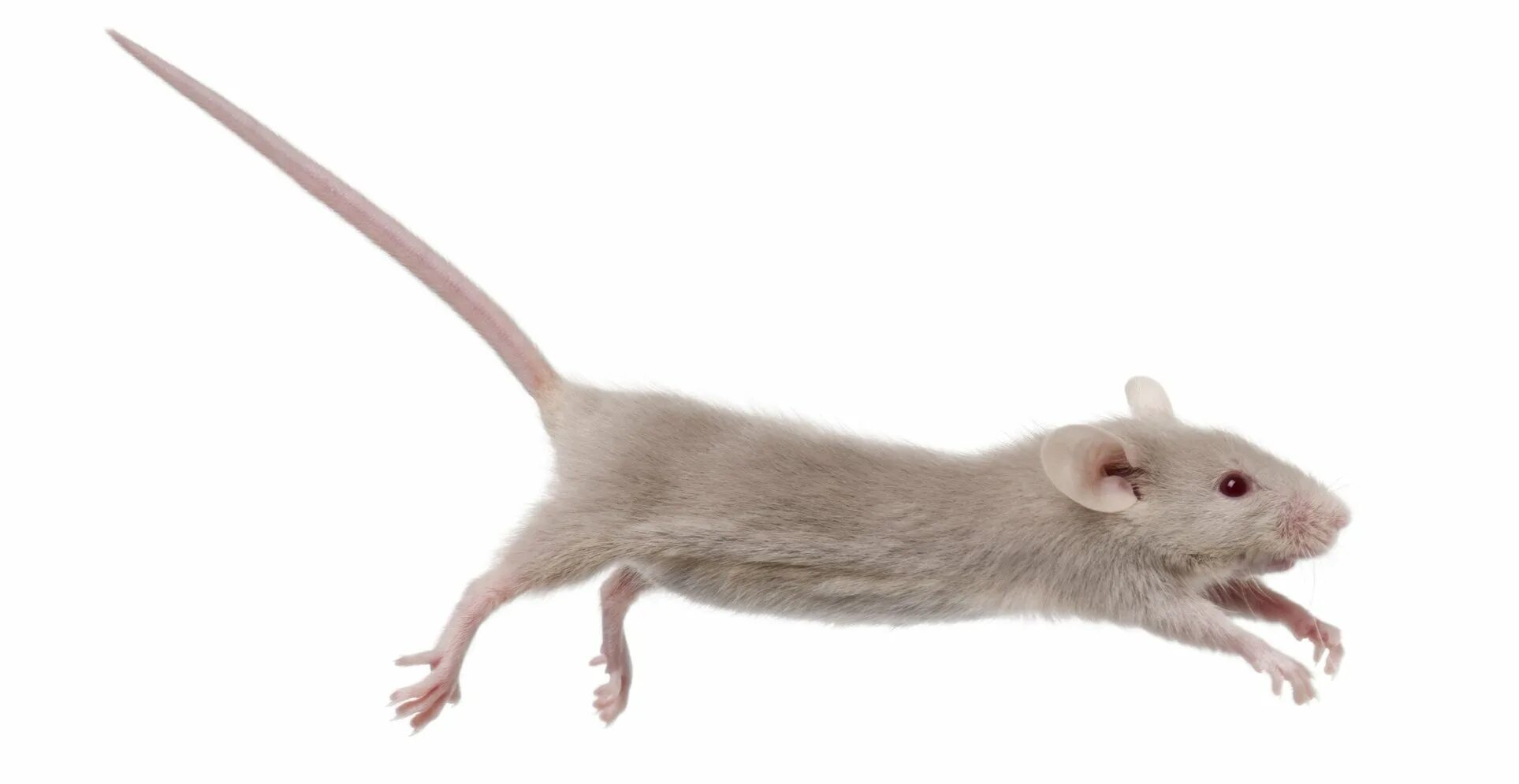 Полевая мышь убегает. Крыса прыгает. Мышь убегает. Мышь на белом фоне. Крыса убегает.