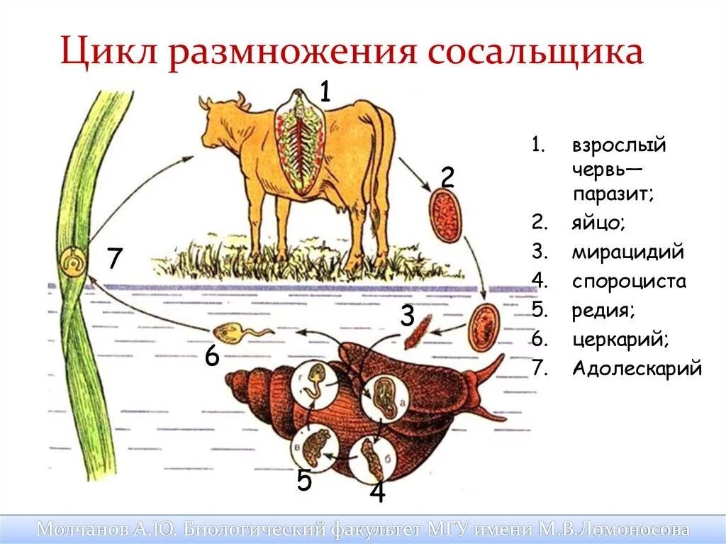 Можно ли считать человека промежуточным хозяином широкого. Схема жизненного цикла печеночного сосальщика. Промежуточный хозяин печеночного сосальщика биология. Цикл размножения печеночного сосальщика. Жизненный цикл печеночной двуустки.